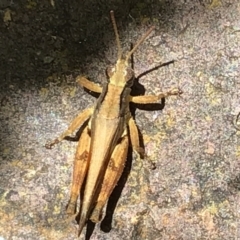 Phaulacridium vittatum at McKellar, ACT - 23 Jan 2022 12:32 PM