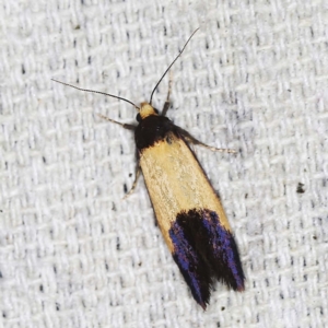 Eulechria heliophanes at O'Connor, ACT - 15 Jan 2022 09:41 PM