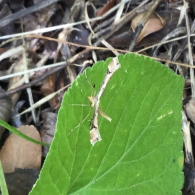 Sinpunctiptilia emissalis (Speedwell Pterror) at McKellar, ACT - 23 Jan 2022 by Kalay