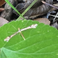 Sinpunctiptilia emissalis at McKellar, ACT - suppressed