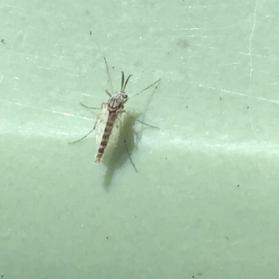 Chironomidae (family) (Non-biting Midge) at McKellar, ACT - 23 Jan 2022 by Kalay