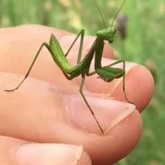 Mantodea (order) (Unidentified praying mantis) at McKellar, ACT - 23 Jan 2022 by Kalay