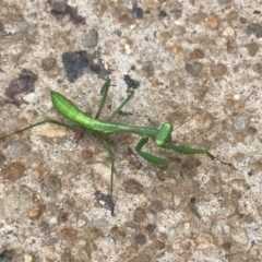 Mantodea (order) at McKellar, ACT - 23 Jan 2022