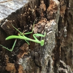 Mantodea (order) at McKellar, ACT - 23 Jan 2022