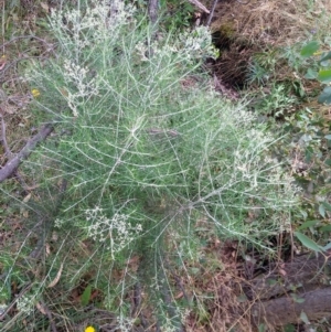 Cassinia quinquefaria at Gundaroo, NSW - 23 Jan 2022