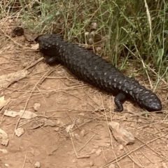 Tiliqua rugosa (Shingleback Lizard) at Mount Majura - 23 Jan 2022 by Kassandra21