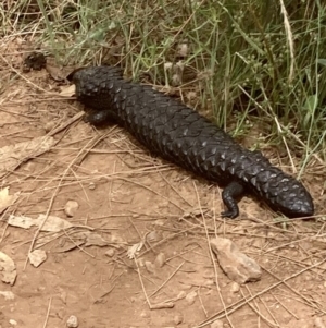 Tiliqua rugosa at Watson, ACT - 23 Jan 2022