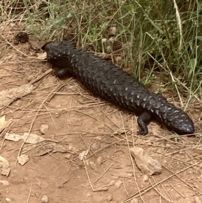 Tiliqua rugosa (Shingleback Lizard) at Watson, ACT - 23 Jan 2022 by Kassandra21