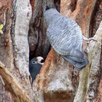 Callocephalon fimbriatum (Gang-gang Cockatoo) at Hughes, ACT - 23 Jan 2022 by LisaH