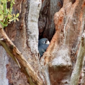 Callocephalon fimbriatum at Hughes, ACT - 23 Jan 2022