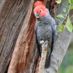 Callocephalon fimbriatum at Hughes, ACT - 23 Jan 2022