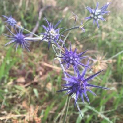 Eryngium ovinum (Blue Devil) at Cook, ACT - 22 Jan 2022 by dgb900