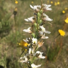 Paraprasophyllum candidum (Kiandra Leek Orchid) at Yarrangobilly, NSW - 3 Jan 2022 by dgb900