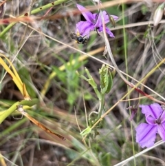 Lasioglossum (Chilalictus) sp. (genus & subgenus) (Halictid bee) at Nicholls, ACT - 22 Jan 2022 by Wendyp5