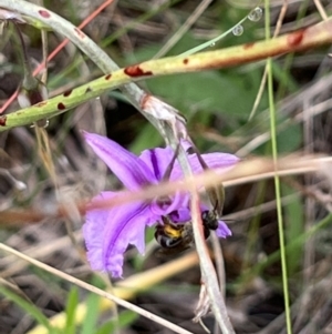 Lasioglossum (Chilalictus) sp. (genus & subgenus) at Nicholls, ACT - 23 Jan 2022 09:10 AM