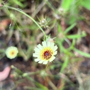 Tolpis barbata at Bruce, ACT - 18 Jan 2022