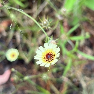 Tolpis barbata (Yellow Hawkweed) at Bruce, ACT - 18 Jan 2022 by Wendyp5