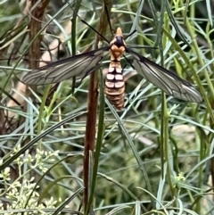 Leptotarsus (Leptotarsus) clavatus (A crane fly) at Gossan Hill - 17 Jan 2022 by Wendyp5