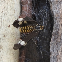 Nyctemera amicus (Senecio Moth, Magpie Moth, Cineraria Moth) at Hawker, ACT - 22 Jan 2022 by sangio7