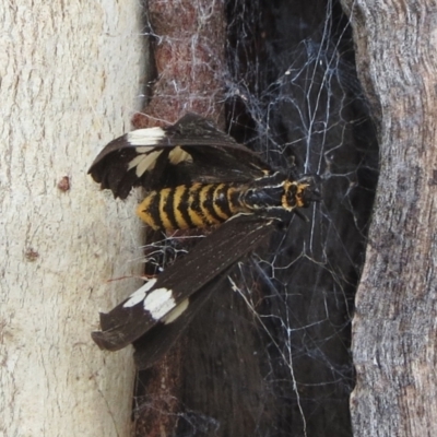 Nyctemera amicus (Senecio Moth, Magpie Moth, Cineraria Moth) at Hawker, ACT - 22 Jan 2022 by sangio7