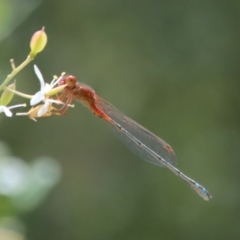 Xanthagrion erythroneurum (Red & Blue Damsel) at Deakin, ACT - 23 Jan 2022 by LisaH