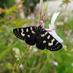 Phalaenoides tristifica (Willow-herb Day-moth) at Kambah, ACT - 22 Jan 2022 by MatthewFrawley