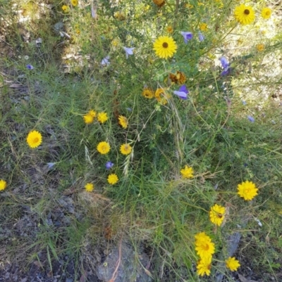 Xerochrysum sp. at Chapman, ACT - 2 Dec 2021 by Cpiiroinen