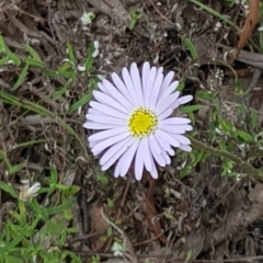 Brachyscome sp. (Cut-leaf Daisy) at Chapman, ACT - 2 Dec 2021 by Cpiiroinen