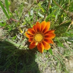 Gazania rigens (Treasure Flower) at Chapman, ACT - 2 Dec 2021 by Cpiiroinen