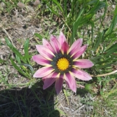 Gazania rigens (Treasure Flower) at Cooleman Ridge - 2 Dec 2021 by Cpiiroinen