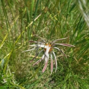 Gazania sp. at Chapman, ACT - 2 Dec 2021 03:11 PM