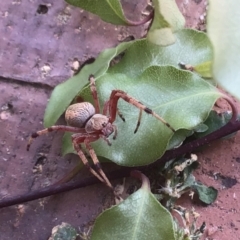 Araneus hamiltoni at McKellar, ACT - 23 Jan 2022 03:11 PM