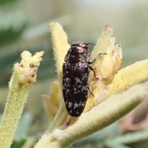 Diphucrania sp. (genus) at Molonglo Valley, ACT - 21 Jan 2022