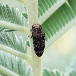 Diphucrania sp. (genus) at Molonglo Valley, ACT - 21 Jan 2022