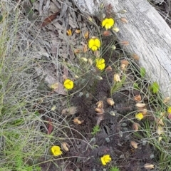 Gompholobium sp. (A Wedge Pea) at Wog Wog, NSW - 15 Nov 2021 by Cpiiroinen