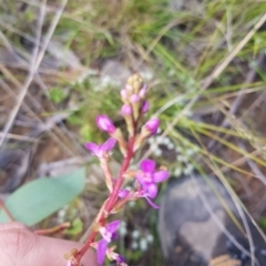 Stylidium sp. (Trigger Plant) at Wog Wog, NSW - 15 Nov 2021 by Cpiiroinen