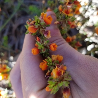 Pultenaea sp. (A Bush Pea) at Wog Wog, NSW - 15 Nov 2021 by Cpiiroinen