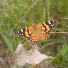 Vanessa kershawi (Australian Painted Lady) at Kambah, ACT - 22 Jan 2022 by MatthewFrawley