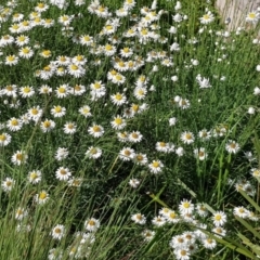 Rhodanthe anthemoides (Chamomile Sunray) at Fowles St. Woodland, Weston - 17 Oct 2021 by Cpiiroinen