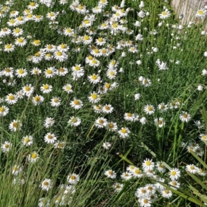 Rhodanthe anthemoides at Weston, ACT - 17 Oct 2021