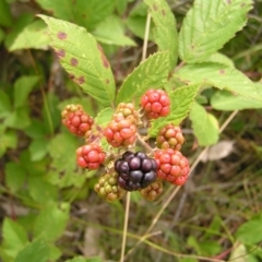 Rubus anglocandicans (Blackberry) at Kambah, ACT - 23 Jan 2022 by MatthewFrawley