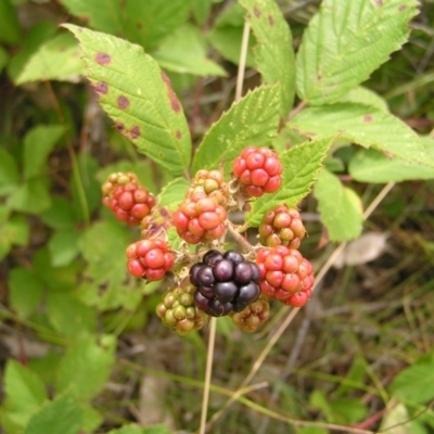 Rubus anglocandicans (Blackberry) at Kambah, ACT - 22 Jan 2022 by MatthewFrawley