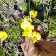 Gompholobium sp. (A Wedge Pea) at Wog Wog, NSW - 17 Dec 2021 by Cpiiroinen