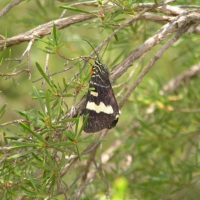 Phalaenoides glycinae (Grapevine Moth) at Kambah, ACT - 23 Jan 2022 by MatthewFrawley