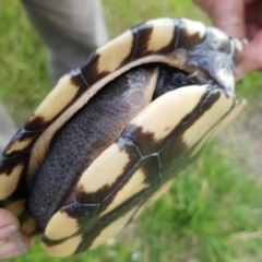 Chelodina longicollis (Eastern Long-necked Turtle) at Wog Wog, NSW - 7 Dec 2021 by Cpiiroinen