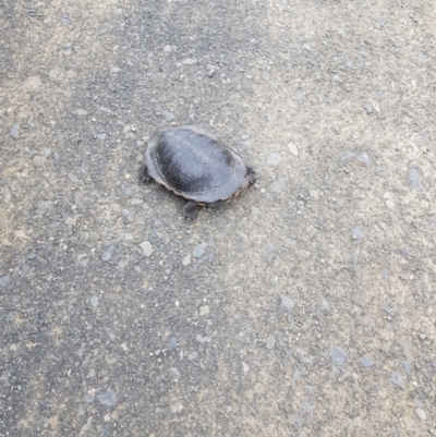 Chelodina longicollis (Eastern Long-necked Turtle) at Marlowe, NSW - 7 Dec 2021 by Cpiiroinen