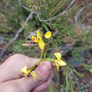 Diuris sulphurea at Wog Wog, NSW - suppressed