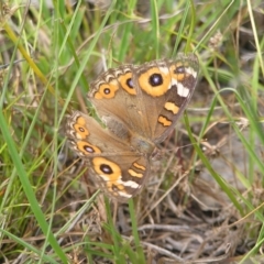 Junonia villida (Meadow Argus) at Kambah, ACT - 23 Jan 2022 by MatthewFrawley