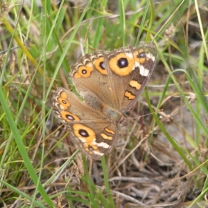 Junonia villida at Kambah, ACT - 23 Jan 2022