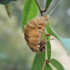 Orgyia anartoides (Painted Apple Moth) at Molonglo Valley, ACT - 15 Jan 2022 by CathB